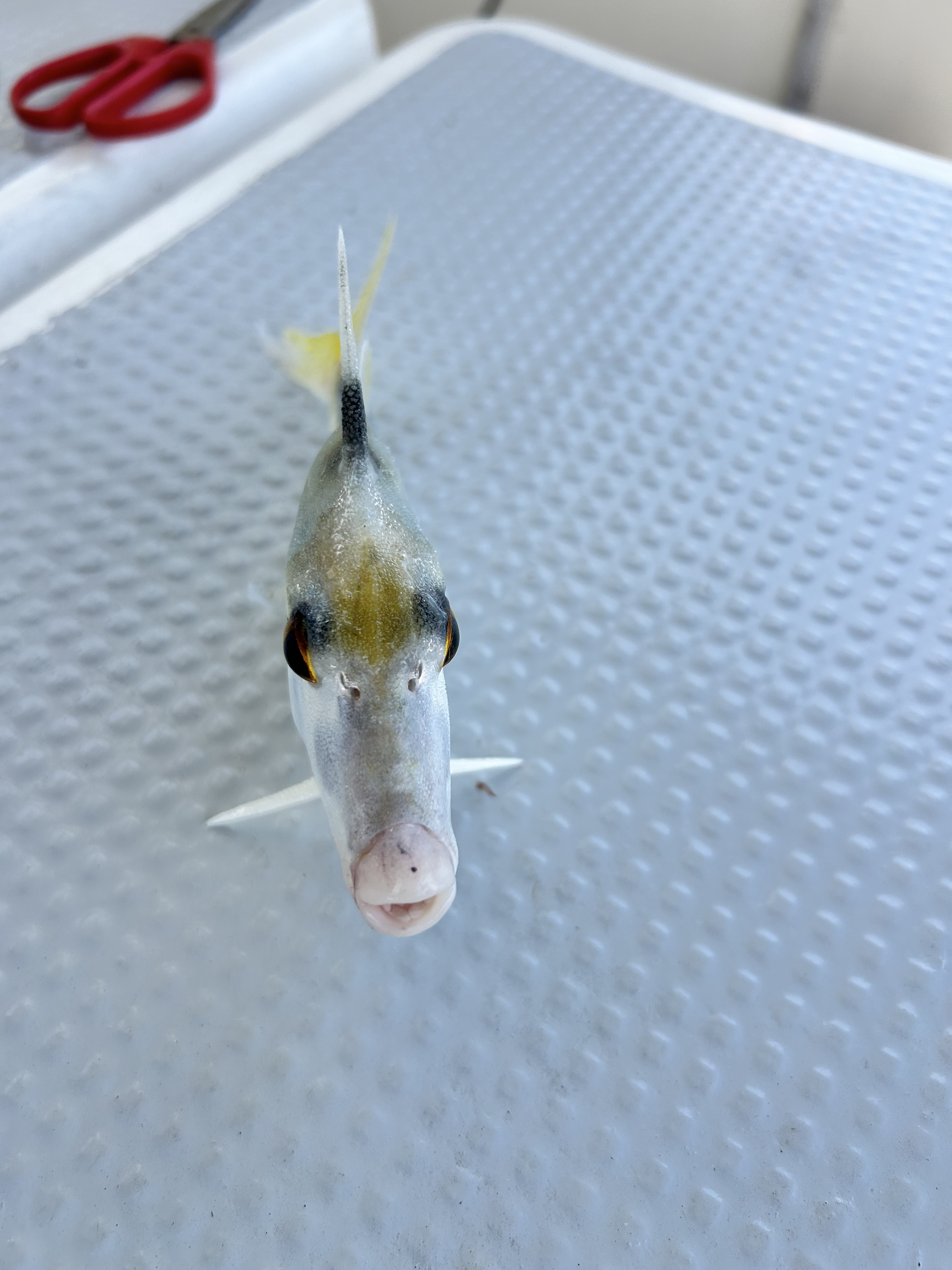 Helicopter Helicopter